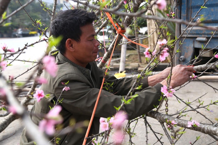 Anh Nguyễn Đình Vinh (trú xã Nghi Ân, TP. Vinh) cho hay, dù không quá vất vả, song những người làm nghề “vận chuyển” dịp Tết cần phải chịu khó, cẩn thận và nhất là phải có sức khỏe để có thể đưa cây lên xe, hạ xuống và vận chuyển cây bằng tay vào tận nhà cho khách. “Nếu không may va quệt với xe ô tô trên đường hoặc vỡ chậu hoa của khách thì coi như chạy xe cả vụ Tết không công”, anh Vinh nói.