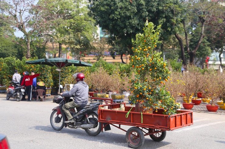 Tùy vào quãng đường và kích thước cây mà giá mỗi chuyến xe sẽ khác nhau. Nếu vận chuyển nội thành thì dao động từ 100.000 - 300.000 đồng/chuyến và từ 500.000 đồng đến 1 triệu đồng/chuyến nếu vận chuyển về các huyện xa.