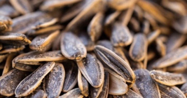 Ba không khi ăn hạt hướng dương