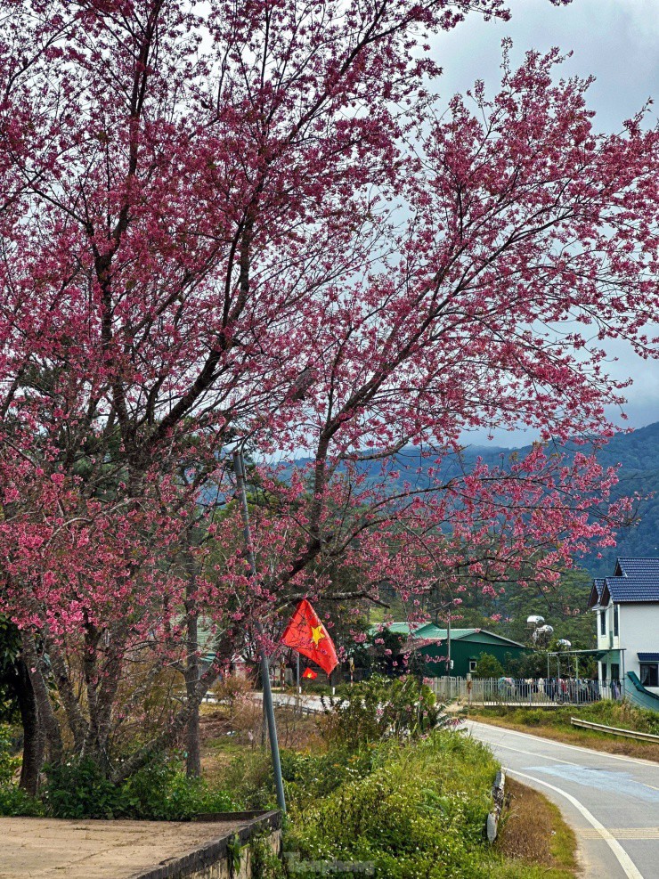 Hoa đào rực rỡ quanh ngôi làng nhỏ trên cao nguyên - 7