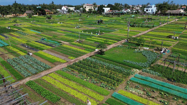 Làng rau Trà Quế xanh ngắt một màu