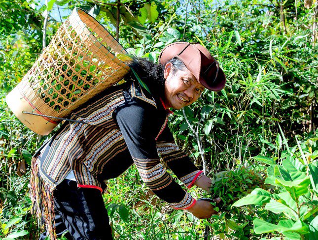 Anh Sơn đi lấy lá trên núi