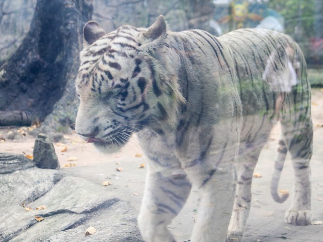 Chú hổ Bengal trắng được nuôi dưỡng tại Thảo Cầm Viên