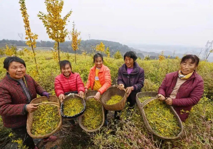 Nông dân đua nhau “săn” cây dại này đem bán mà hốt bạc - 4