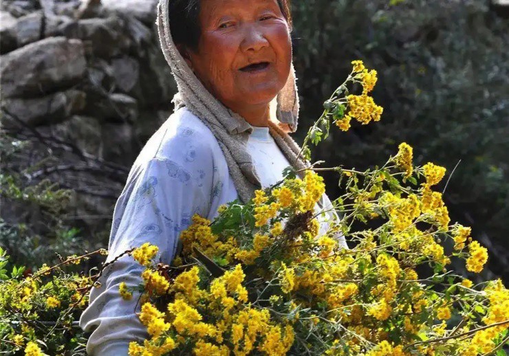 Nông dân đua nhau “săn” cây dại này đem bán mà hốt bạc - 2