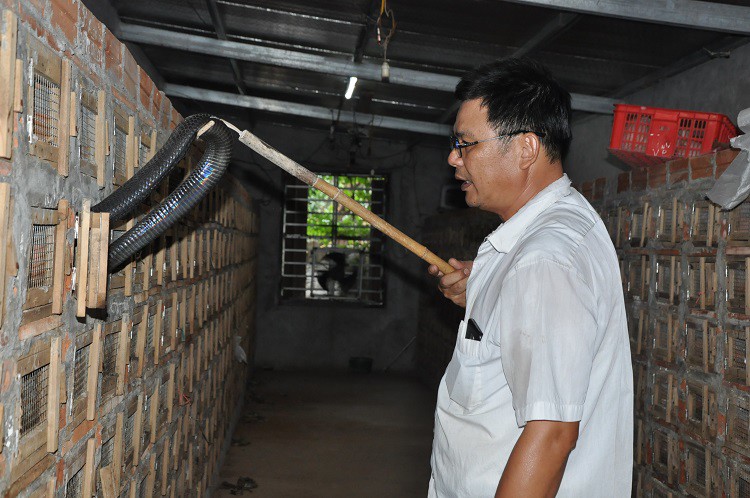 Hiện tại, ông Quang đang khôi phục lại đàn rắn và phát triển kinh tế từ việc nuôi rắn hổ mang sinh sản.