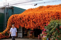 Căn nhà phủ kín hoa ở Lâm Đồng, ai đi qua cũng muốn dừng chân 'sống ảo'