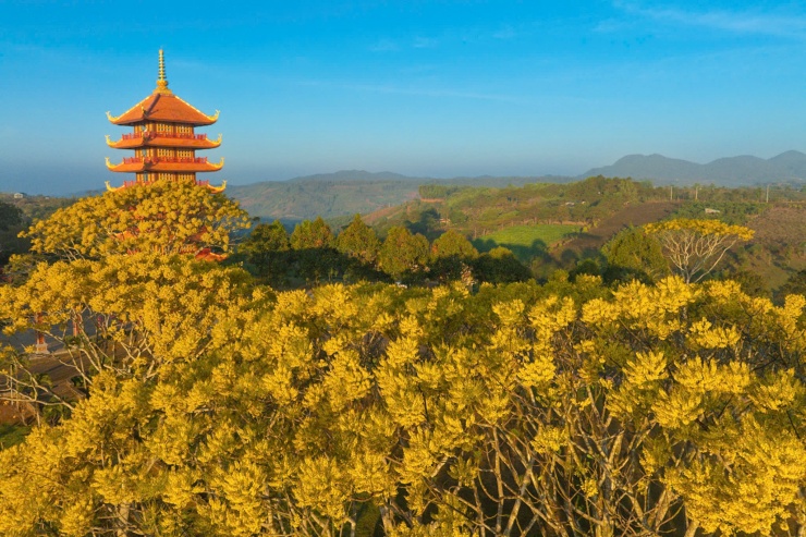 Mùa hoa Phật y tại Bát Nhã không chỉ mang đến quang cảnh đẹp đẽ, mà còn cho phép người thưởng lãm trải nghiệm hành trình trở về bên trong. Ảnh: Ngô Trần Hải An.&nbsp;