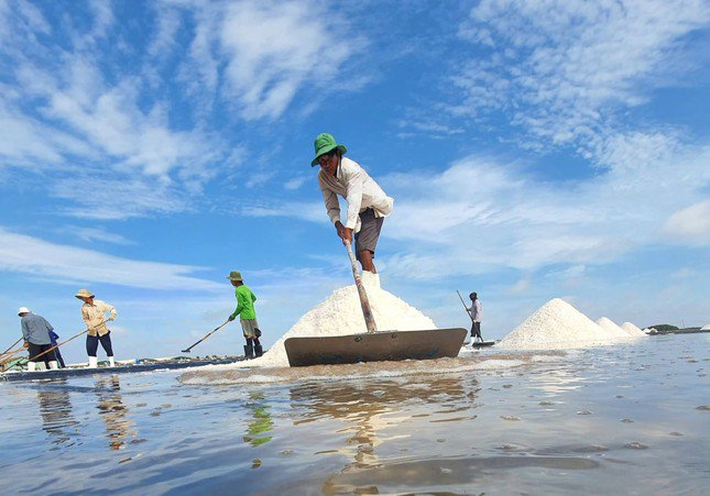 Diêm dân Bạc Liêu thu hoạch muối.