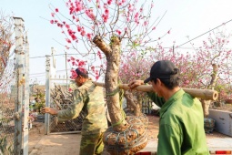 Hàng nghìn gốc đào “hết đát” ở Hà Nội được thu gom, “đi” về đâu sau Tết Nguyên đán?