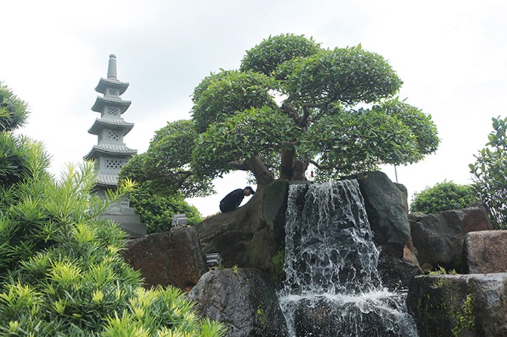 Trước đó, tác phẩm sung có tên Long mã hồi đầu của ông Lê Văn Dũng (TP. Sông Công, Thái Nguyên) được rất nhiều du khách, giới chơi cây cảnh thích thú, lên tận nơi ngắm cây.
