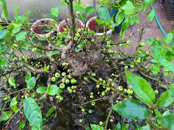 Trong phong thuỷ, cây sung được nằm trong bộ Tứ Linh gồm cây Đa - cây Sung - cây Sanh - cây Si, và bộ Tam Đa gồm cây Sung (Phúc) - cây Lộc vừng (Lộc) - cây Vạn Tuế (Thọ).&nbsp;
