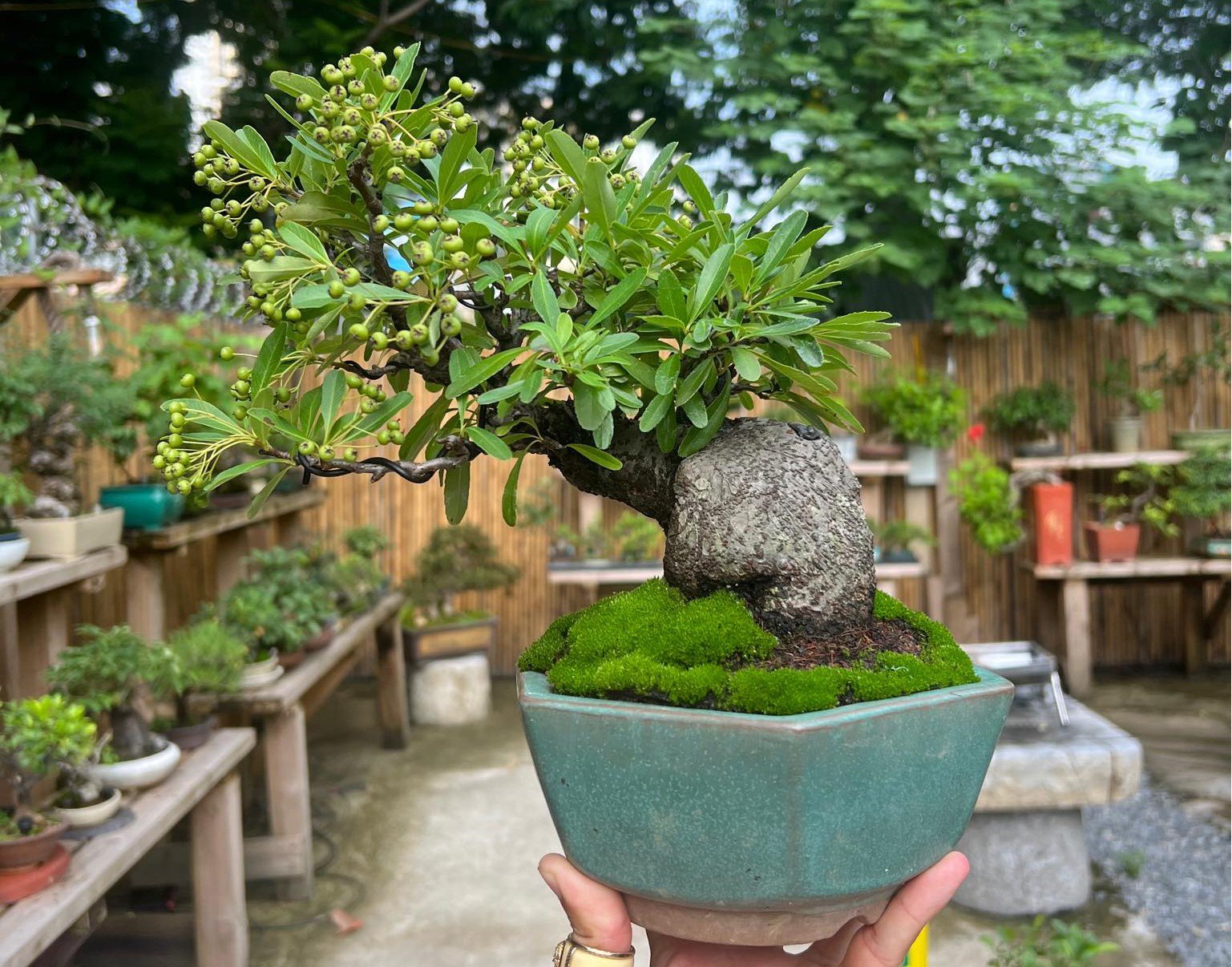 Ngoài cây kiwi độc lạ, anh Quý còn sở hữu nhiều cây bonsai mini độc đáo có giá từ vài triệu đồng đến vài trăm triệu đồng.