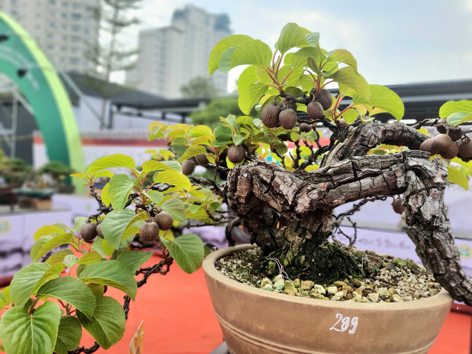 Cây kiwi bonsai độc lạ trong một triển lãm sinh vật cảnh mới diễn ra tại Hà Nội.