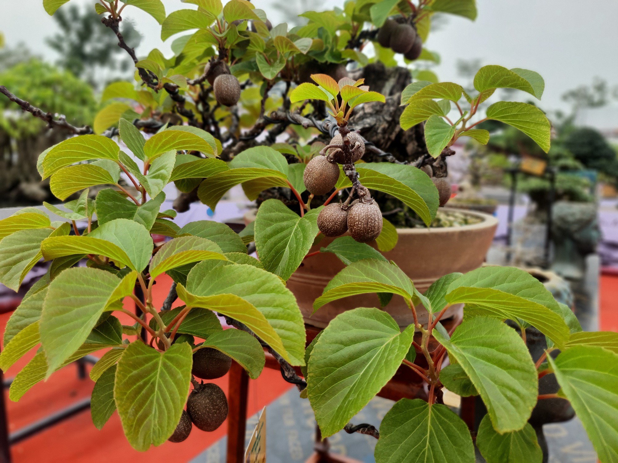 Để tìm được một cây kiwi bonsai tương tự là rất khó, vì vậy, nhiều người muốn mua lại với giá cao nhưng anh Quý không bán.