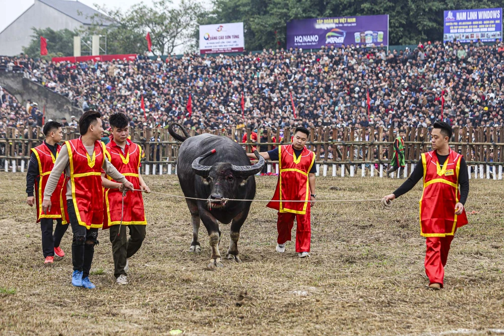 Những trâu chọi thua sẽ nhanh chóng được đưa ra ngoài để mổ thịt phục vụ nhu cầu của người dân và du khách thập phương.