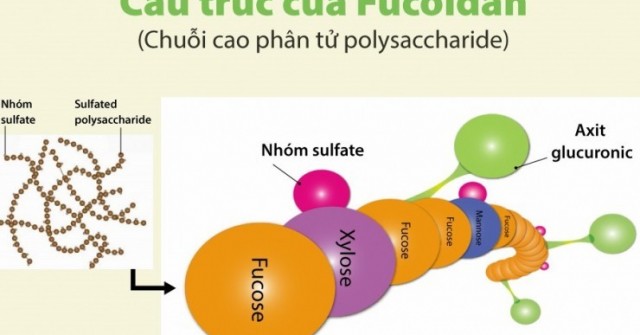 Khai phá sức mạnh của Fucoidan: Tăng cường sức khỏe toàn diện