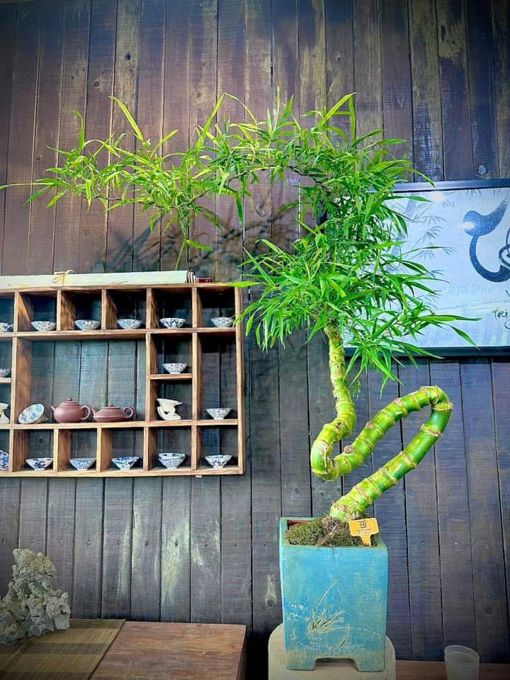 Từ những cây tre bình dị, chị Diệp đã "biến hoá" thành những tác phẩm bonsai nghệ thuật độc đáo. (Ảnh: Tre Hà Thành).