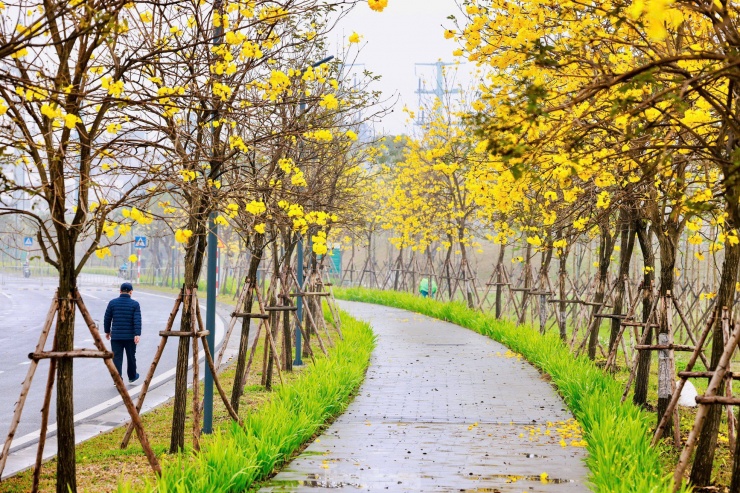 Hoa phong linh nở vàng rực rỡ, khoe sắc trong tiết trời mùa Xuân - 11