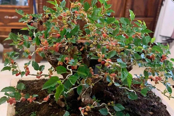 &nbsp;Bonsai dâu tằm có dáng đẹp, dễ trồng và dễ chăm sóc, rất thích hợp là cây cảnh ngoại thất trang trí sân vườn, thưởng lãm đẹp và rất có giá trị kinh tế.
