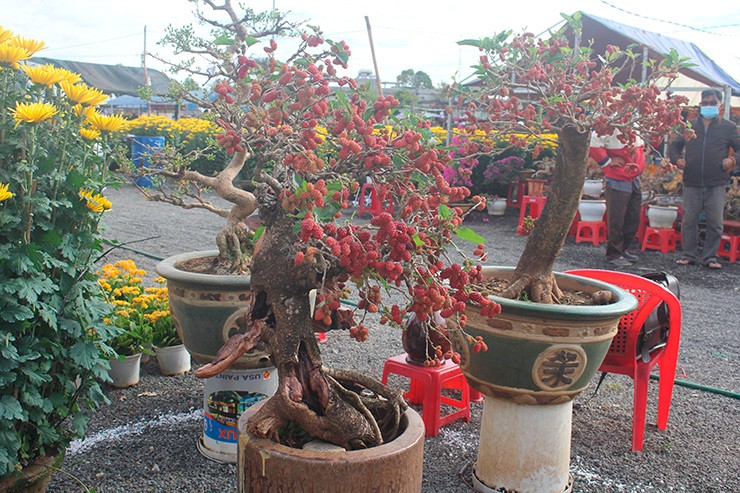 Những người trồng bonsai dâu tằm cho biết cây dâu tằm dẻo nên uốn rất dễ mà không sợ gãy
