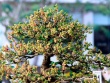 Cây ăn quả ở quê thành bonsai siêu lạ, giá tới vài chục triệu/chậu, mang ý nghĩa phong thuỷ