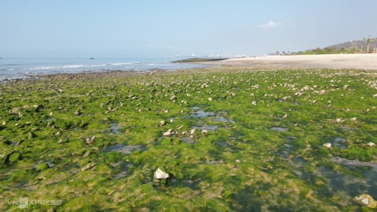 Ngỡ ngàng trước bãi rêu ở làng chài Phan Thiết - 6