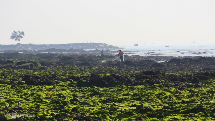 Ngỡ ngàng trước bãi rêu ở làng chài Phan Thiết - 4