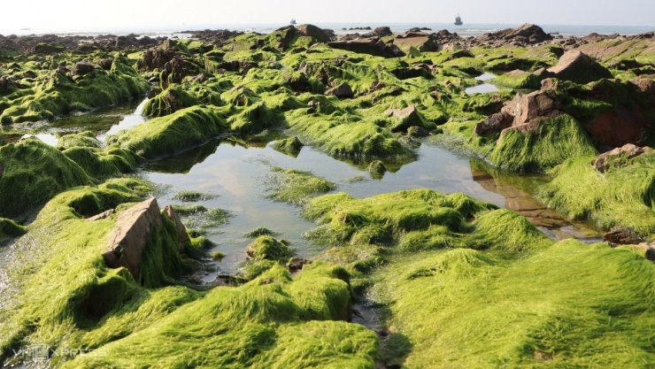 Ngỡ ngàng trước bãi rêu ở làng chài Phan Thiết - 12