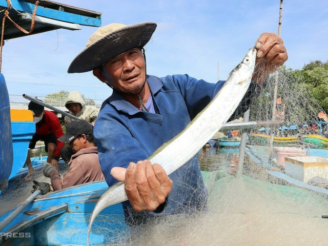 Ngư dân Phan Thiết trúng cá hố