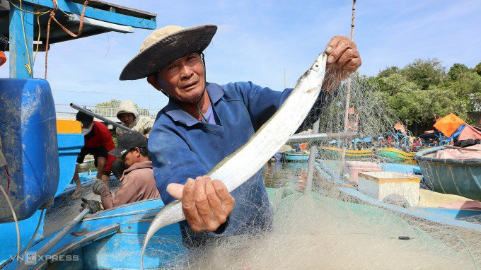 Ngư dân Phạm Hồng Thảo, làng chài Thanh Hải đang gỡ cá hố tại bến Cầu Ké. Ảnh: Tư Huynh