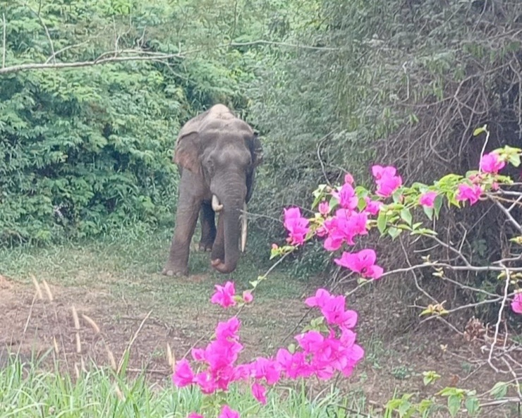 "Voi ngà lệch" xuất hiện bìa rừng thuộc Khu bảo tồn thiên nhiên - văn hóa Đồng Nai. Ảnh: A.X