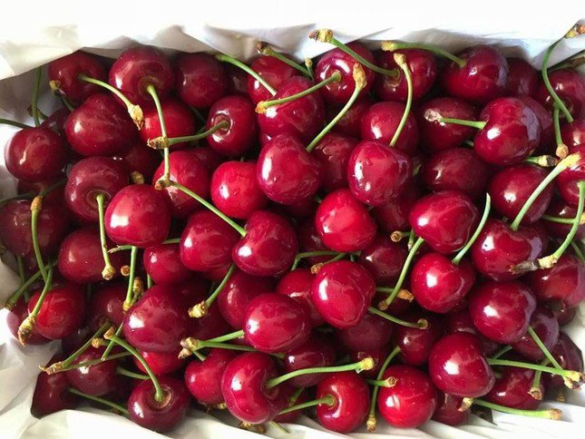 Sản lượng cao và sự cố mắc kẹt tại Trung Quốc khiến giá cherry của Chile giảm mạnh.