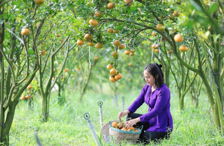 Bích Liên thu hoạch quýt hồng trong vườn. Ảnh: NVCC