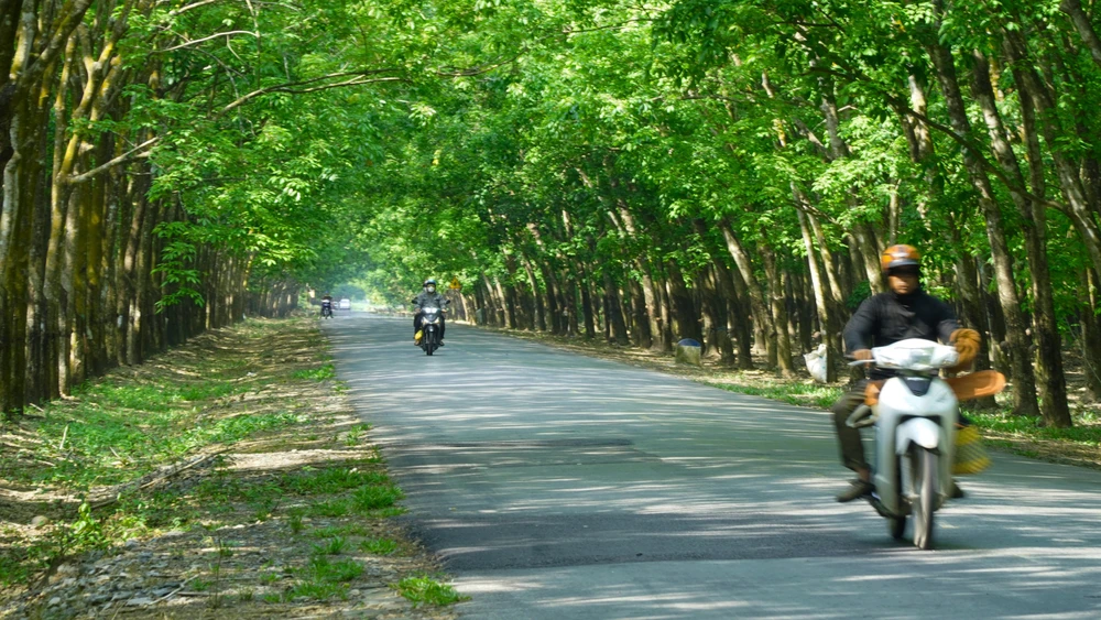 Rừng cao su đẹp mê hồn ở Tây Ninh thu hút giới trẻ đến check-in - 15