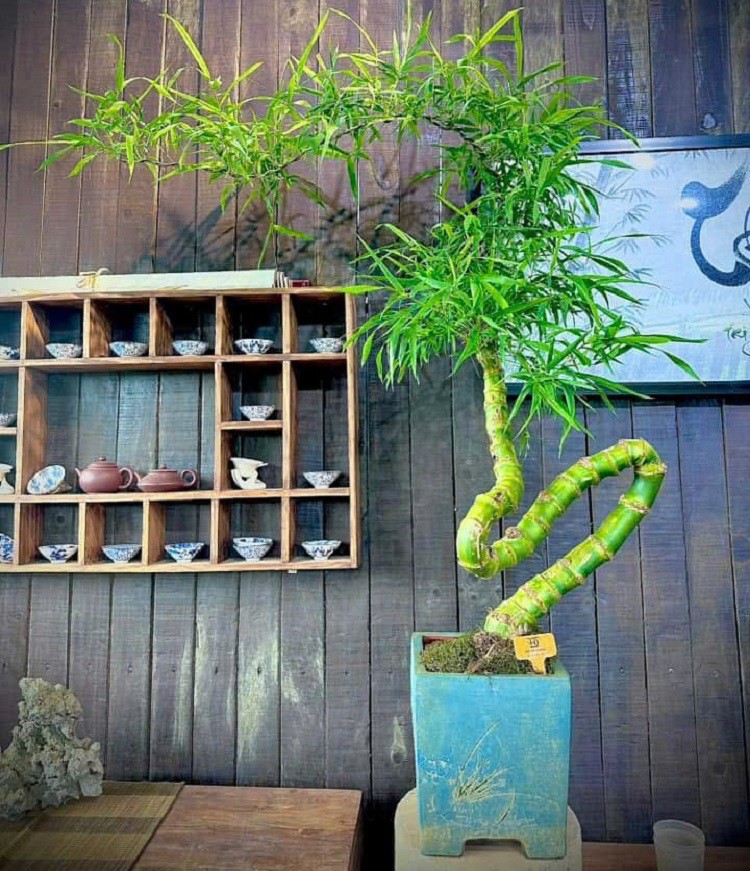 Mặc dù mới chỉ xuất hiện vài năm gần đây nhưng tre bonsai đã được nhiều người yêu thích, đặt mua về chơi.