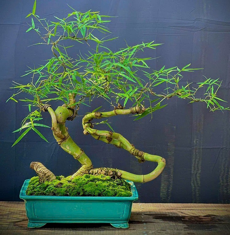 Những chậu tre bonsai độc lạ có giá từ vài triệu đồng đến vài chục triệu đồng của chị Điệp.