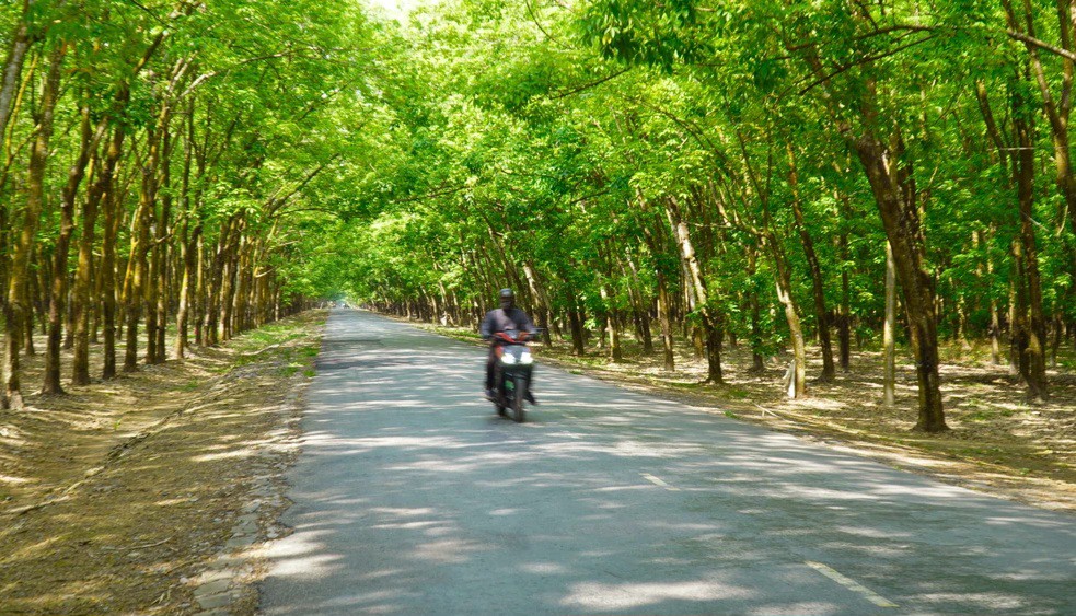 Rừng cao su đẹp mê hồn ở Tây Ninh thu hút giới trẻ đến check-in - 17