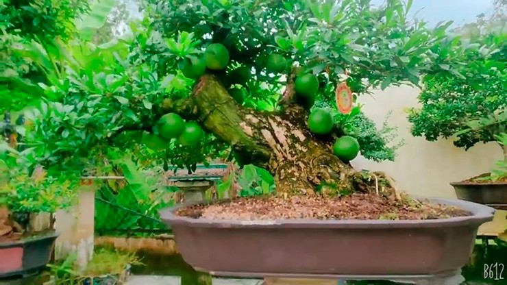 Mấy năm gần đây, các loại bonsai độc lạ được những người yêu cây tìm mua về trưng, trong đó có bonsai đào tiên.
