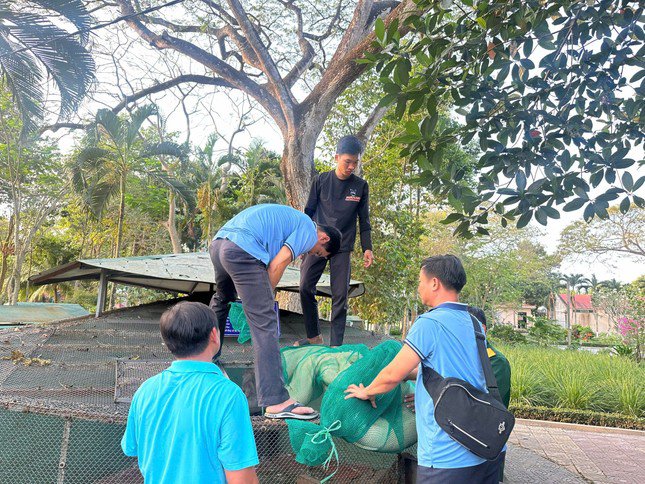  Trại rắn Đồng Tâm tiếp nhận  và thả nuôi cá thể trăn bạch tạng khổng lồ.  