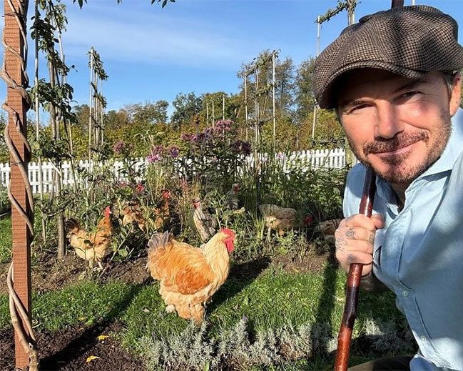 Cựu sao Anh tận hưởng thú vui trồng rau nuôi gà ở miền quê. Ảnh: Instagram David Beckham