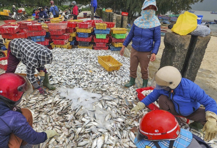 Hai ngày ra khơi, ngư dân Hà Tĩnh trúng đậm hải sản, thu nhập hàng chục triệu đồng - 3