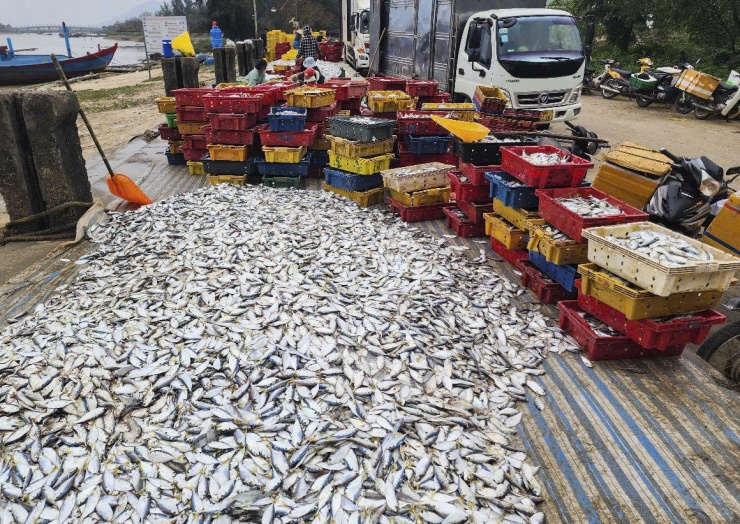 Hai ngày ra khơi, ngư dân Hà Tĩnh trúng đậm hải sản, thu nhập hàng chục triệu đồng - 10