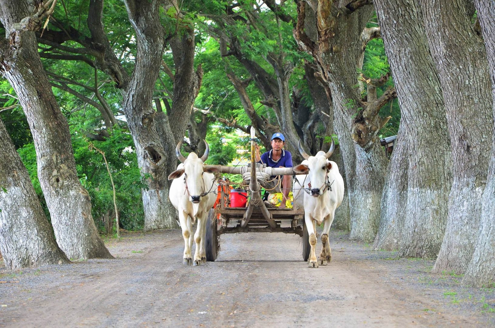 Ngôi chùa màu hồng rực rỡ, có hàng cây cổ thụ hiếm thấy ở An Giang - 5