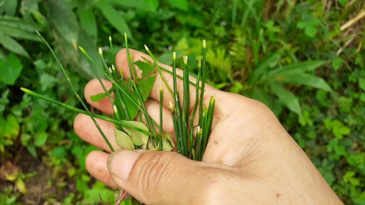 Cây không hoa không hạt mọc đầy làng quê Việt, tưởng vô giá trị ai ngờ là “mỏ vàng” - 2