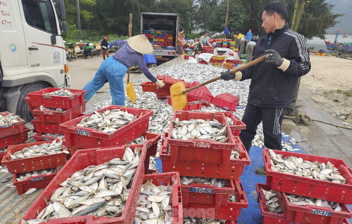 Hai ngày ra khơi, ngư dân Hà Tĩnh trúng đậm hải sản, thu nhập hàng chục triệu đồng - 7