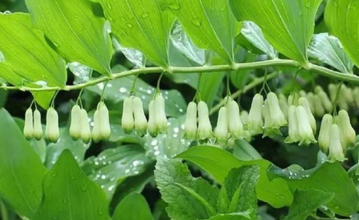 Rau cho lợn ăn chứa “vàng” trong rễ, người Việt cứ đào bán là đếm tiền mỏi tay - 1