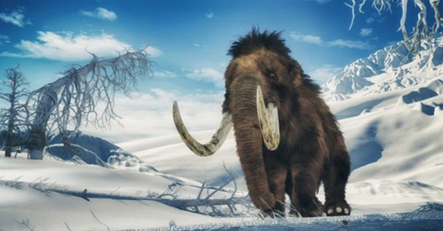 Liệu có kỳ tích voi ma mút được hồi sinh sau hàng triệu năm?