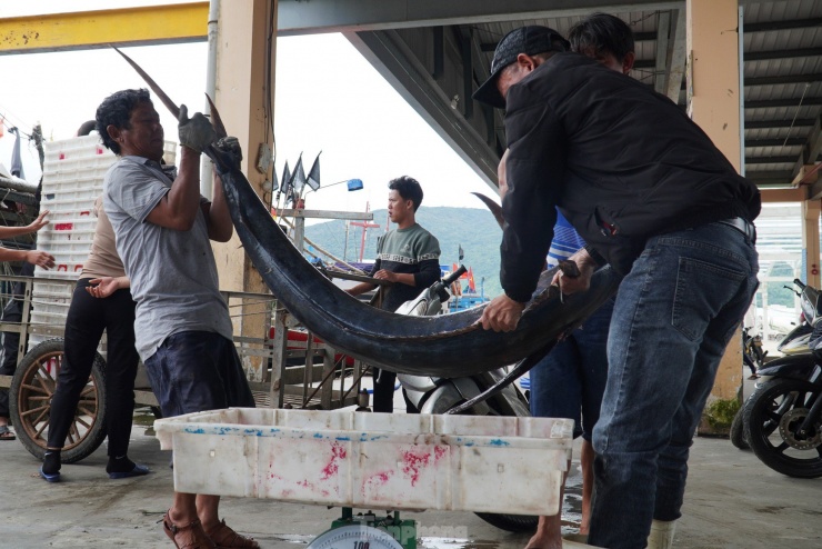 Con cá cờ dài, nặng phải ba người khiêng. Theo các tàu, các loại cá to bán sỉ khoảng 100.000 đồng/kg cho các thương lái.