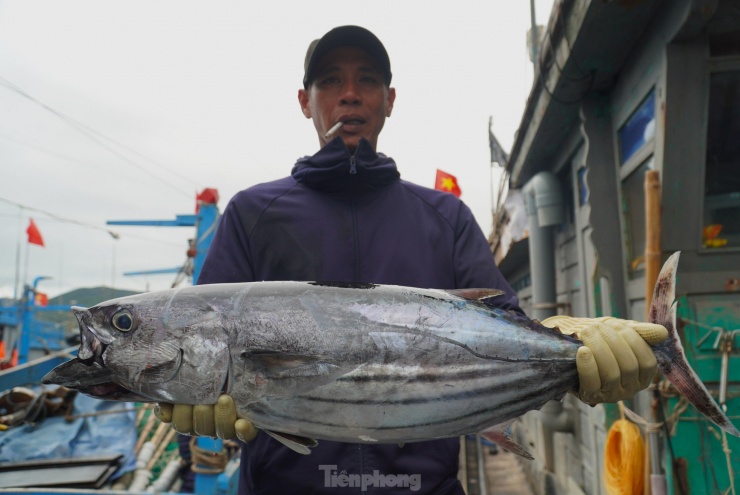 Ngoài cá lớn, ngư dân miền Trung cũng đánh bắt được nhiều cá ngừ, cá thu loại trên dưới 5kg từ ngư trường Hoàng Sa.